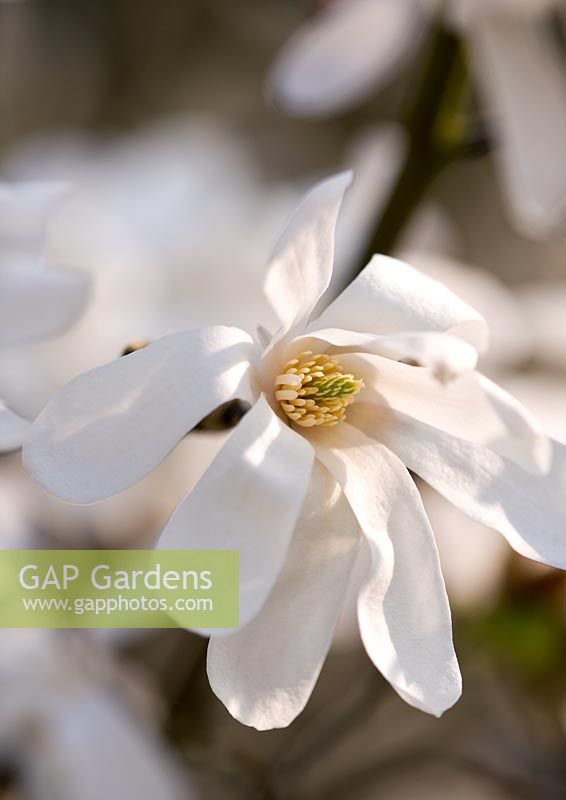 Fleurs blanches de Magnolia x loebneri 'Merrill' RHS Garden, Wisley, Surrey