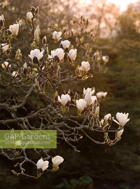 Magnolia denudata au coucher du soleil, RHS Wisley, Surrey