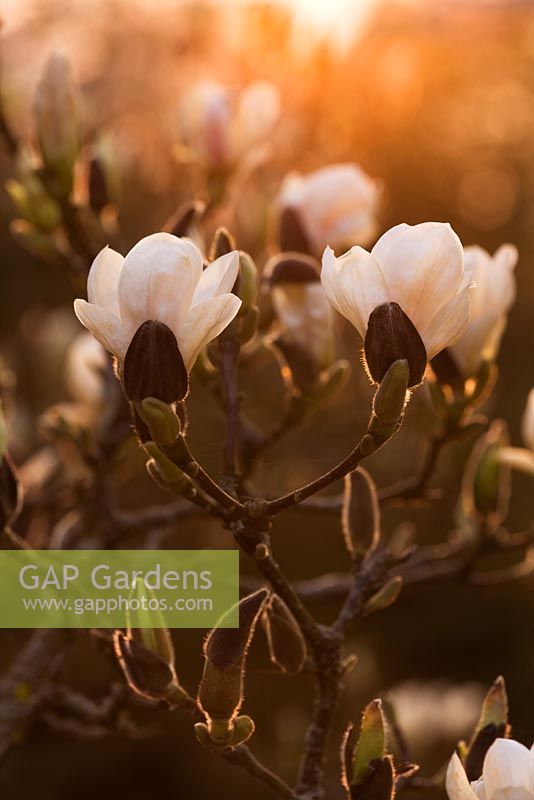 Magnolia denudata au coucher du soleil, RHS Wisley, Surrey