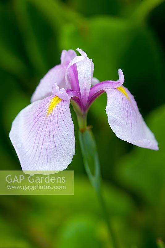 Iris sibirica 'Rose pétillante' - Meadow Farm, Worcestershire