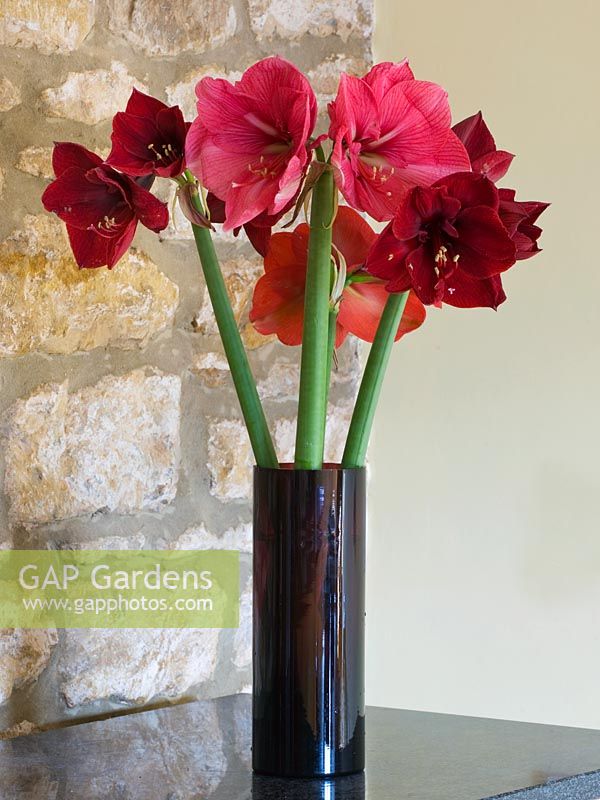 Pot en verre avec des fleurs coupées d'Amaryllis - Hippeastrum 'Desire', 'Ferrari' et 'Benfica '
