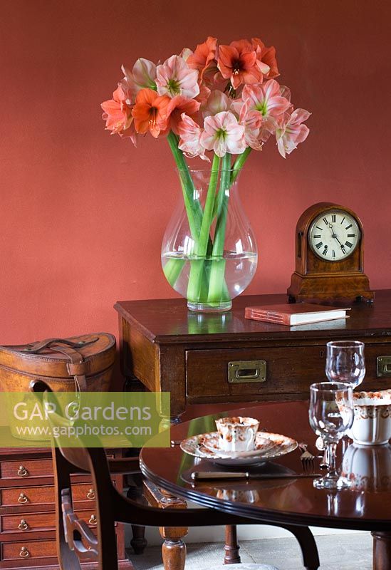Salle à manger avec vase rempli de fleurs coupées d'Amaryllis - Hippeastrum 'Désir' et 'Chéri'