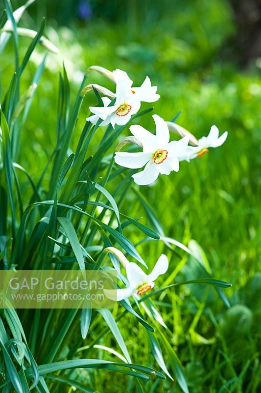 Narcissus poeticus var. recurvus - Narcisse 'Oeil de faisan'