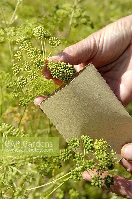 Petroselinum crispum - Graines de persil collectées dans une enveloppe en papier