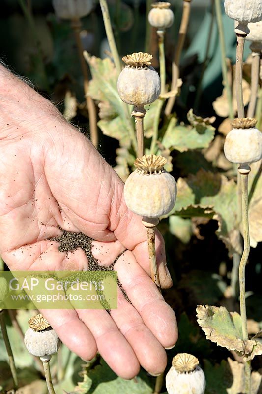 Papaver - Capsules de coquelicots séchées et graines récoltées