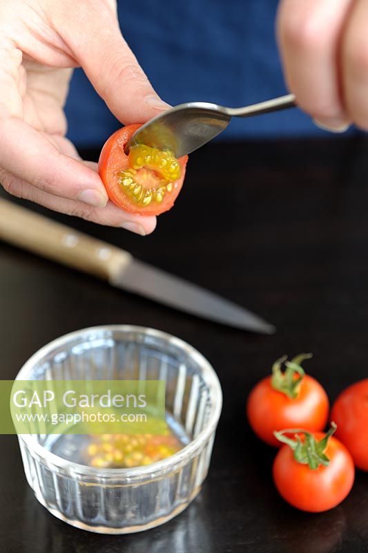 Sauver les graines de tomate - Ramasser pour la fermentation