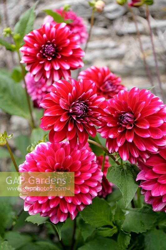 Dahlia 'Diabolo' - Boule Dahlia à grandes fleurs