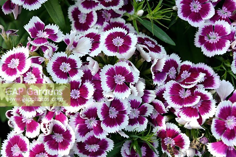 Dianthus barbatus 'Purple Picotee' (série Diabunda)