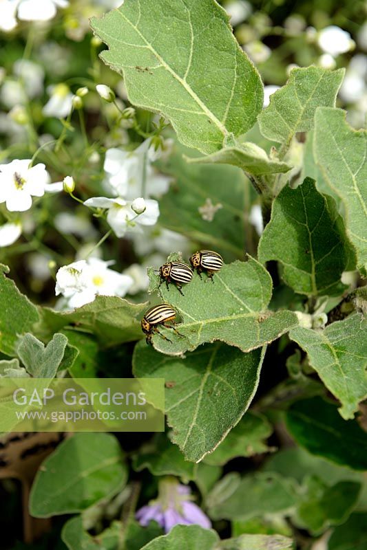 Leptinotarsa decemlineata - Coléoptères du Colorado sur Solanum melongena - Aubergine