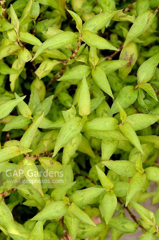 Persicaria odorata syn. Polygonum odoratum - Rau-Ram ou coriandre vietnamienne