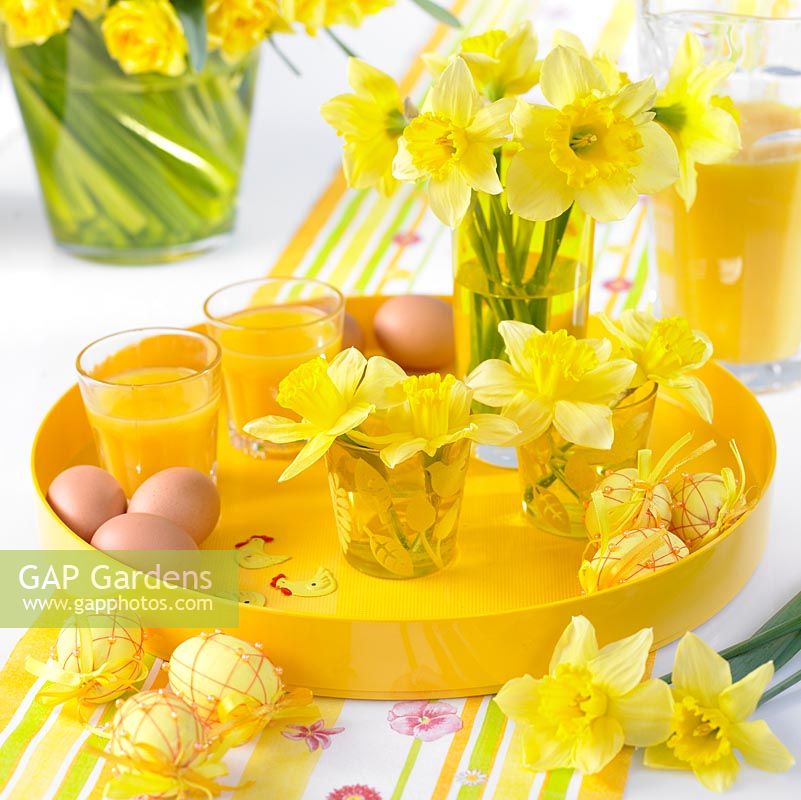 Plateau de petit déjeuner de Pâques avec Narcisse 'Carlton' disposé dans des vases en verre