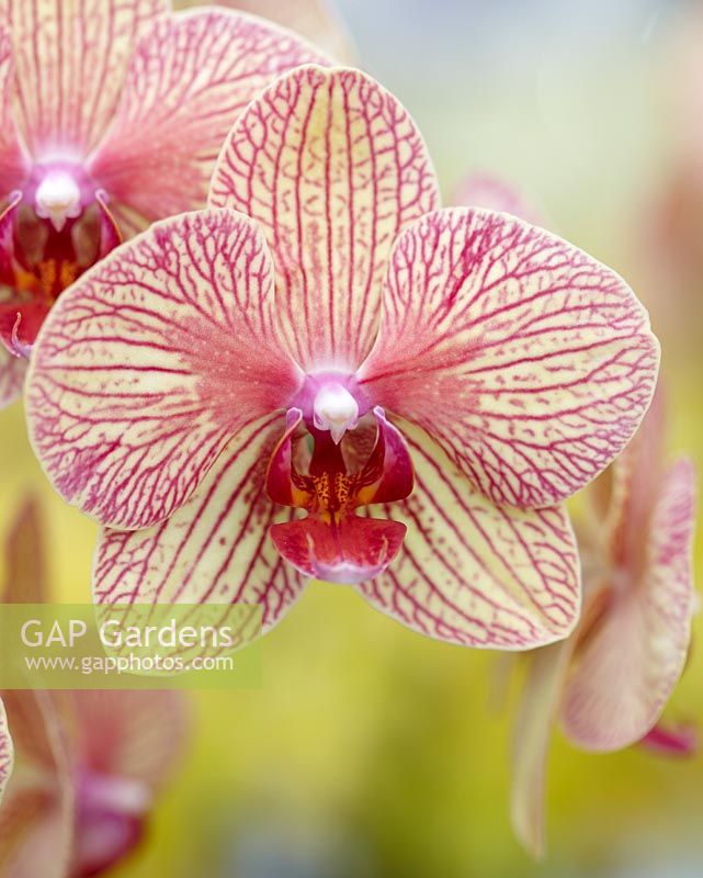 Phalaenopsis Baldans 'Kaléidoscope' - Gros plan d'une fleur d'orchidée à motifs rouges et jaunes
