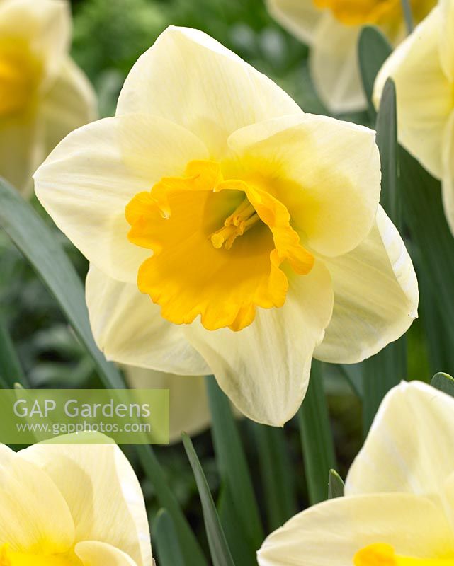 Narcisse 'Salomé jaune' - Gros plan de jonquilles jaunes