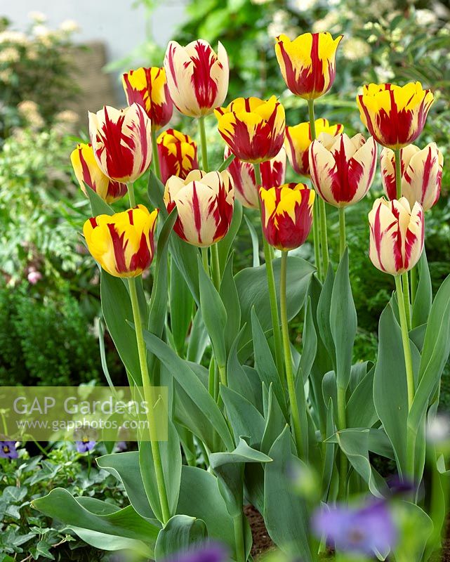 Tulipa 'Grand Perfection' et 'Helmar'