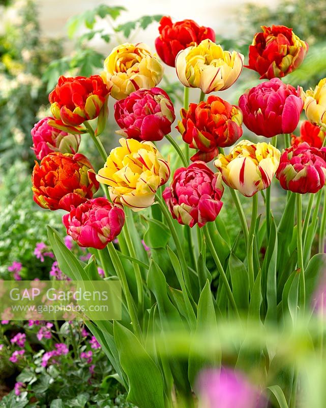 Tulipa 'Unique' mixte