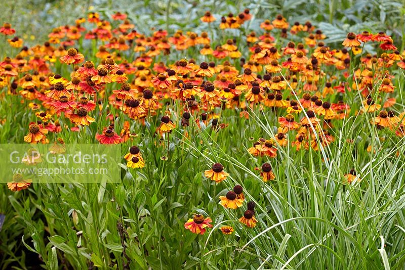 Floraison précoce d'Helenium Sahin - Prairie de fleurs et d'herbes orange