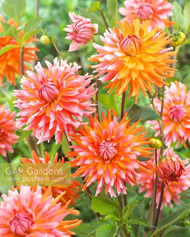 Dahlia 'Orange Turmoil' - Gros plan de fleurs de Dahlia orange aux couleurs vives