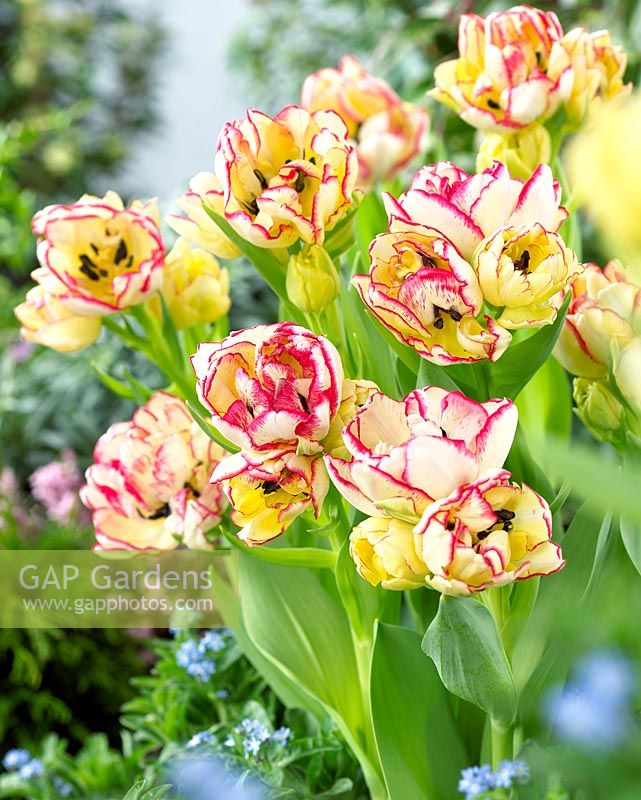 Tulipa 'Belicia' - Tulipes doubles jaunes et rouges