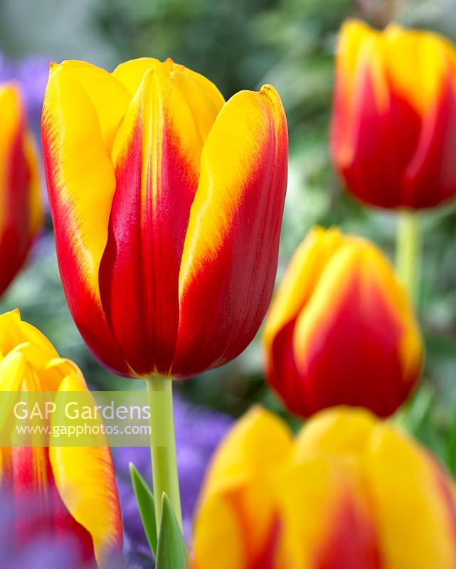 Tulipa 'Andre Citroen' - Gros plan d'une tulipe rouge et jaune