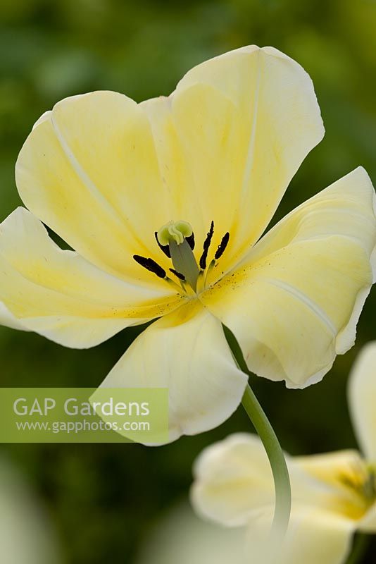 Tulipa 'Ivoire Floradale'