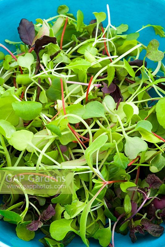 Bol turquoise rempli de micro-verts - de minuscules feuilles de salade pour bébé récoltées très jeunes