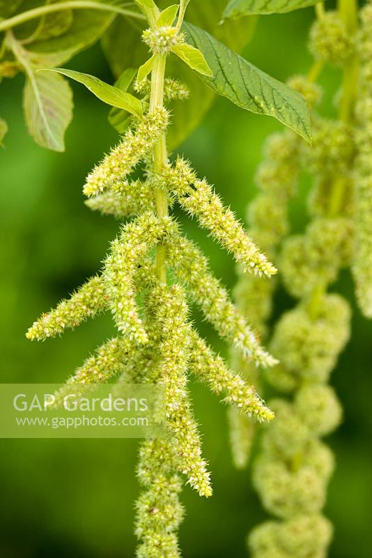 Amaranthus viridis - Amarante verte