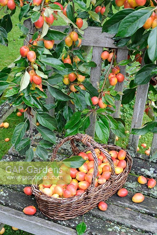 Siège de jardin avec panier de pommes au crabe 'John Downie', meilleure variété de confitures et gelées, UK, septembre