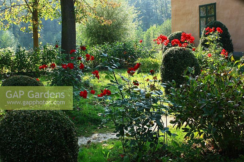 Jardin avant avec topiaire Buxus, Rosa rouge bordant le chemin de la maison - Museumsdorf Niedersulz, Autriche.