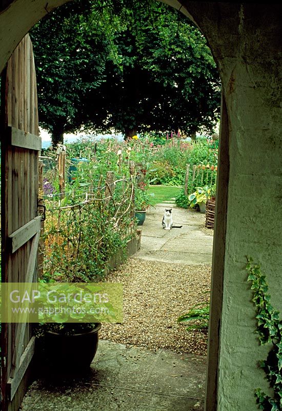 Chemin menant à travers la porte de jardin voûtée. Chat sur le chemin. Plantation informelle avec utilisation de noisetier fendu higgledy et clôture de pêche. Pépinière Five Oaks, West Burton, West Sussex.