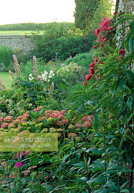 Un parterre de fleurs pérenne mixte avec Sedum, bénéficiant de la chaleur apportée par un mur de silex du Sussex.