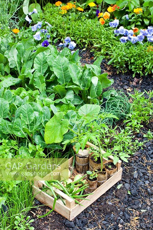 Légumes et semis récoltés en caisse par potager