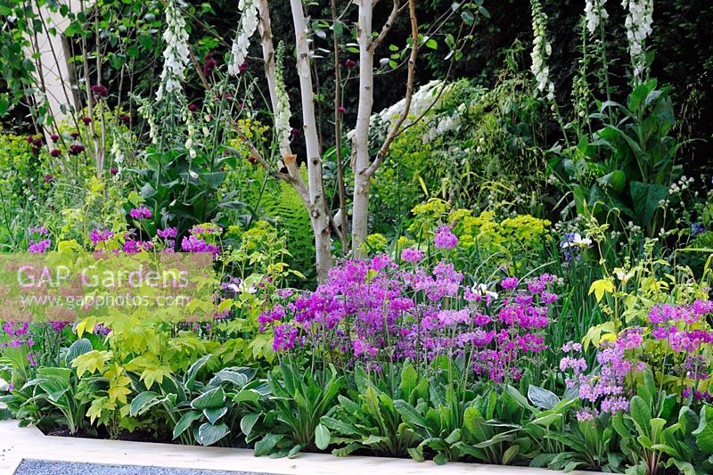 Primula beesiana dans un jardin humide avec Betula Euphorbia et digitales