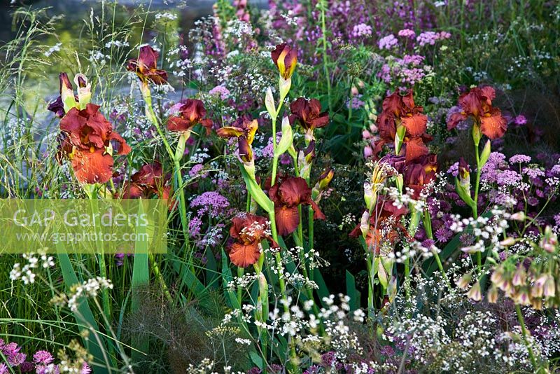 Iris barbu avec d'autres plantes dans 'Le jardin Laurent-Perrier de Luciano Giubbilei - Nature et intervention humaine' - Médaillé d'or, RHS Chelsea Flower Show 2011