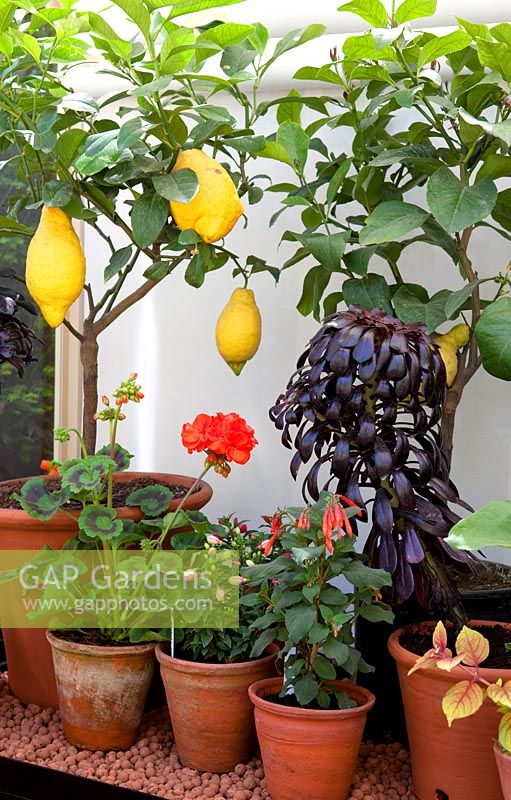 Citrus limon - Citron, Pelargonium et Aeonium dans des pots en terre cuite - Hartley Botanic, RHS Chelsea Flower Show 2011