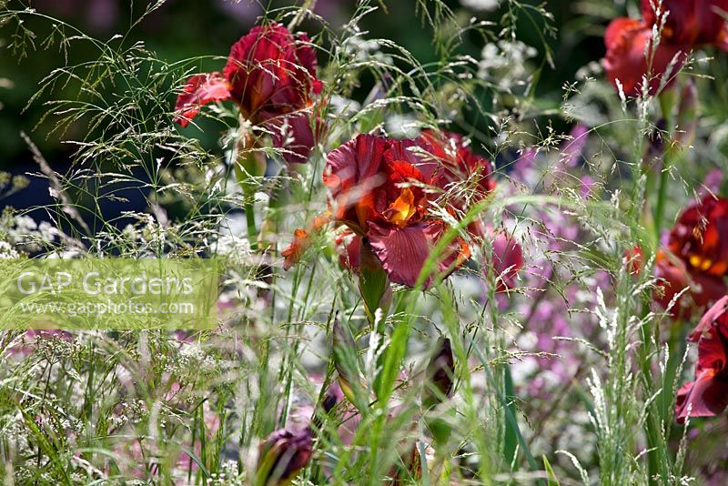Iris barbus et graminées - Jardin Laurent-Perrier - Nature et intervention humaine - Médaillé d'or, RHS Chelsea Flower Show 2011