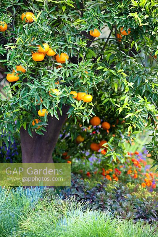 Citrus reticulata - Mandarinier et plantation de style méditerranéen - 'A Monaco Garden' - Médaillé d'or, RHS Chelsea Flower Show 2011
