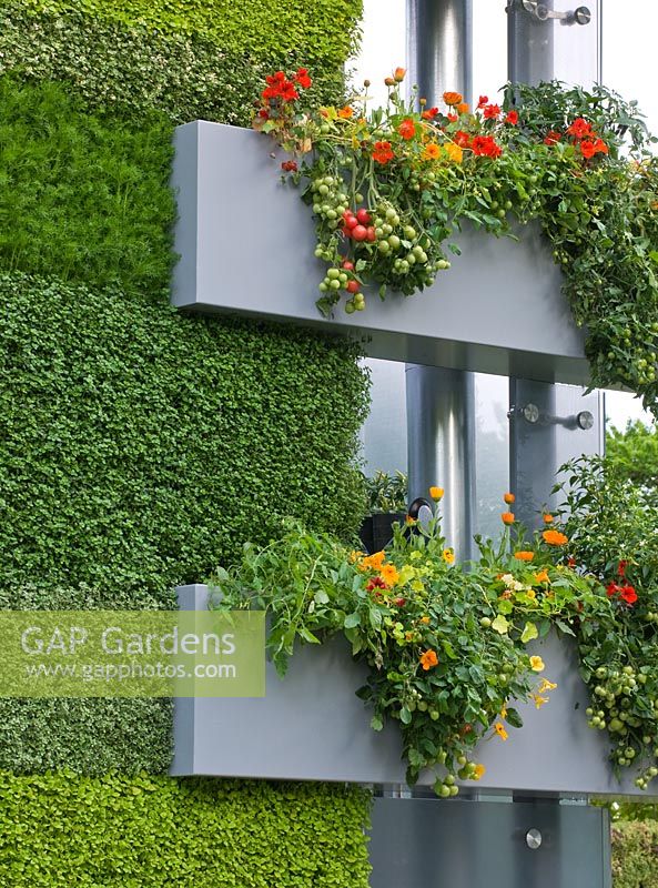 «Mur vivant» hydroponique rempli d'herbes culinaires et de tomates poussant à partir de pots sur les balcons - «Le jardin B et Q», médaillé d'or, RHS Chelsea Flower Show 2011