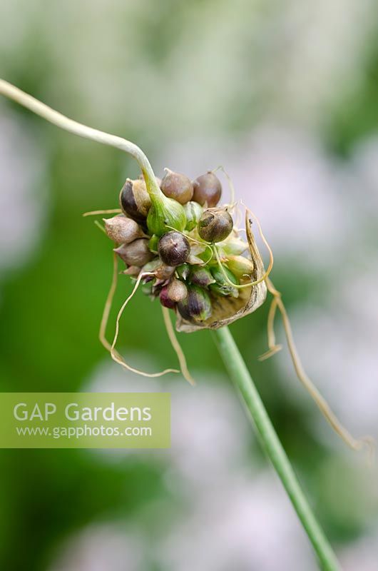 Allium vineale - Corneille à l'ail