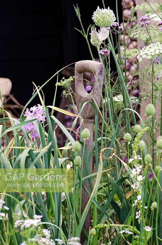Vieille fourchette en bois parmi Allium, Verbena bonariensis et Verbascum - Garden Lover's Garden, The Garlic Farm - RHS Hampton Court Flower Show 2011