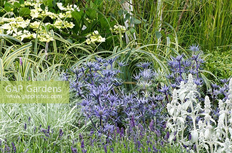 Herbe panachée avec Eryngium, Lavandula et Stachys byzantina - 'Vestra Wealth's Gray's Garden' - RHS Hampton Court Flower Show 2011