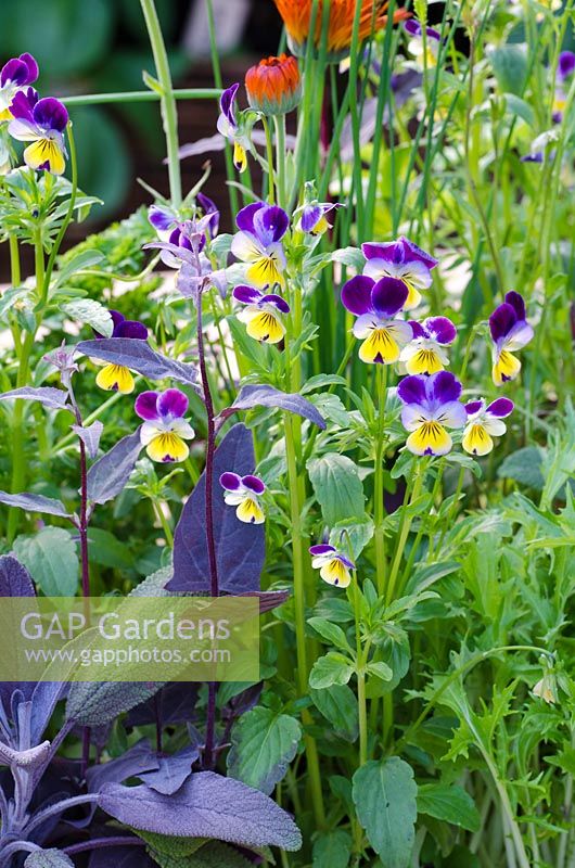 Fleurs comestibles, y compris alto - 'Le Burgon et le bal 5 A Day Garden', RHS Hampton Court Flower Show 2011