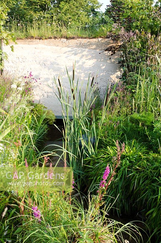 Chalk stream with Lythrum salicaria - Purple Loosestrife and Typha angustifolia - Bullrushes in the WWF ' S 50th Anniversary Garden - 'Why we care about Chalk Streams' Silver Gilt Medal Winner, RHS Hampton Court Flower Show 2011