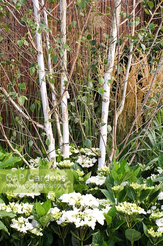 Betula - Bouleau, sous-planté d'Hydrangea macrophylla - 'Vestra Wealth's Grey's Garden', médaille d'or, RHS Hampton Court Flower Show 2011