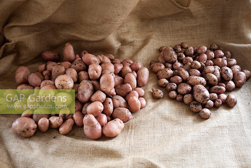Solanum tuberosum - Pomme de terre 'Sarpo Mira', montrant différents rendements dans différents compost