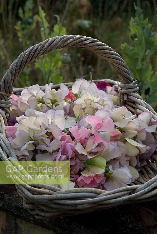 Une corbeille de petits pois coupés - Lathyrus odoratus 'Kings High Scent' et 'Beth Chatto' - à Gowan Cottage, Suffolk. 29 juillet