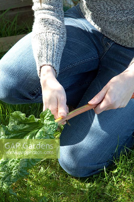 Couper les feuilles vertes de la rhubarbe tirée