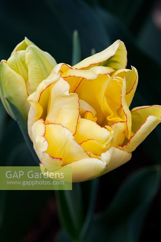 Tulipa 'Double Multiheaded Aquilla', ouverture des capitules