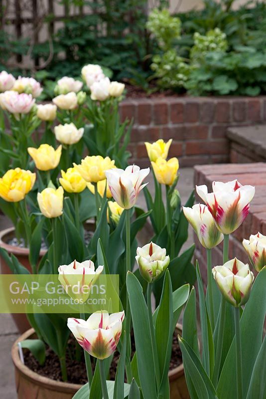 Tulipes variées en pots sur terrasse - Tulipa 'Flaming Springgreen', Tulipa 'Double Multiheaded Belicia', Tulipa 'Double Multiheaded Aquilla '