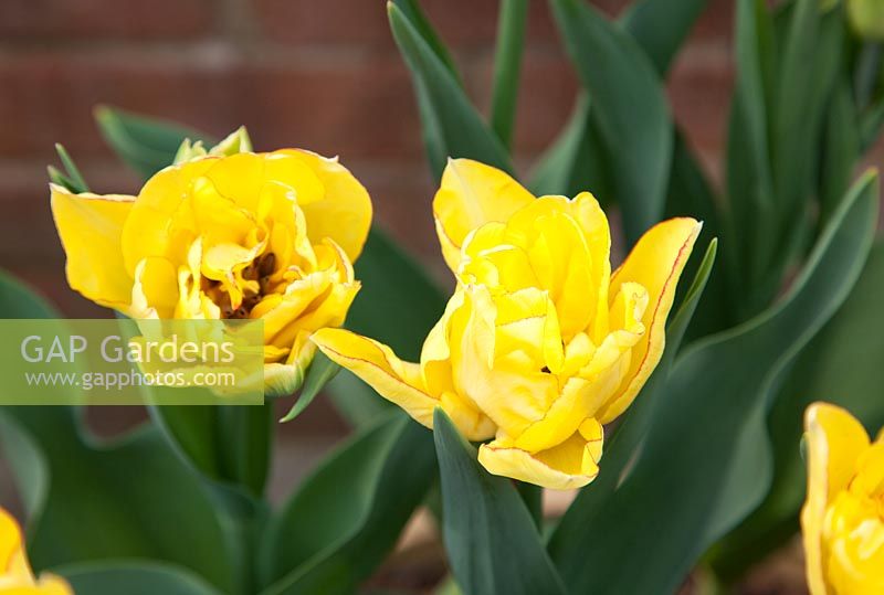 Tulipa 'Aquilla à plusieurs têtes'