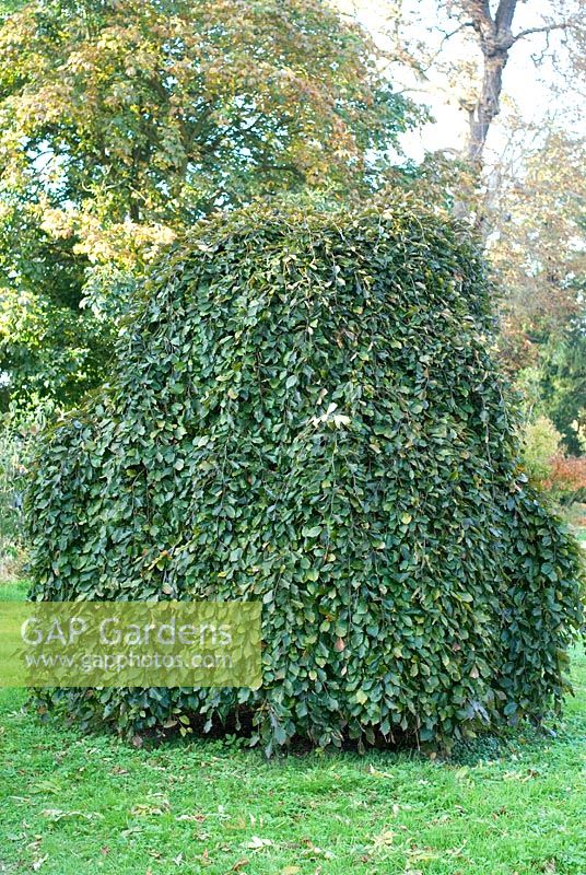 Fagus sylvatica 'Pendula' - Hêtre pleureur en octobre à Chippenham Park, Cambridgeshire. Ouvrir avec le NGS
